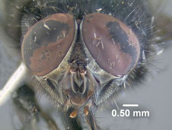 Media type: image;   Entomology 613614 Aspect: head frontal view